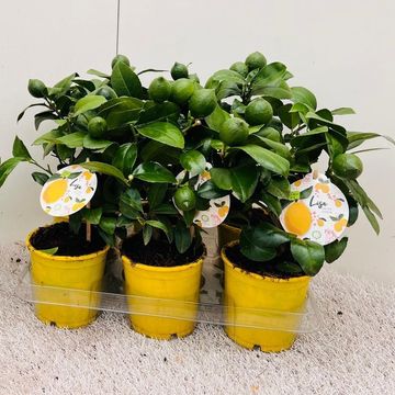 Citrus x meyeri 'Meyer'