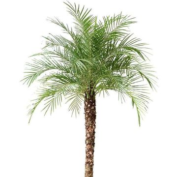 Phoenix roebelenii