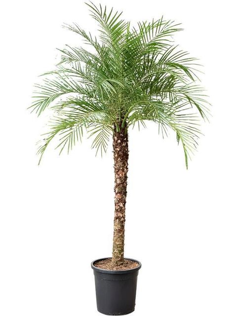 Phoenix roebelenii