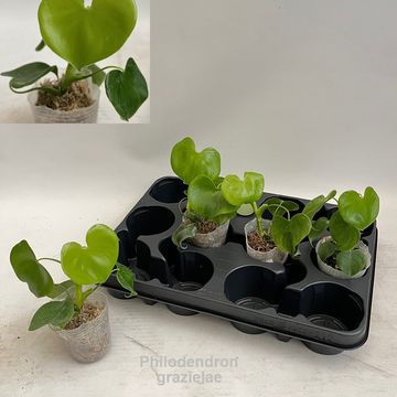 Філодендрон grazielae