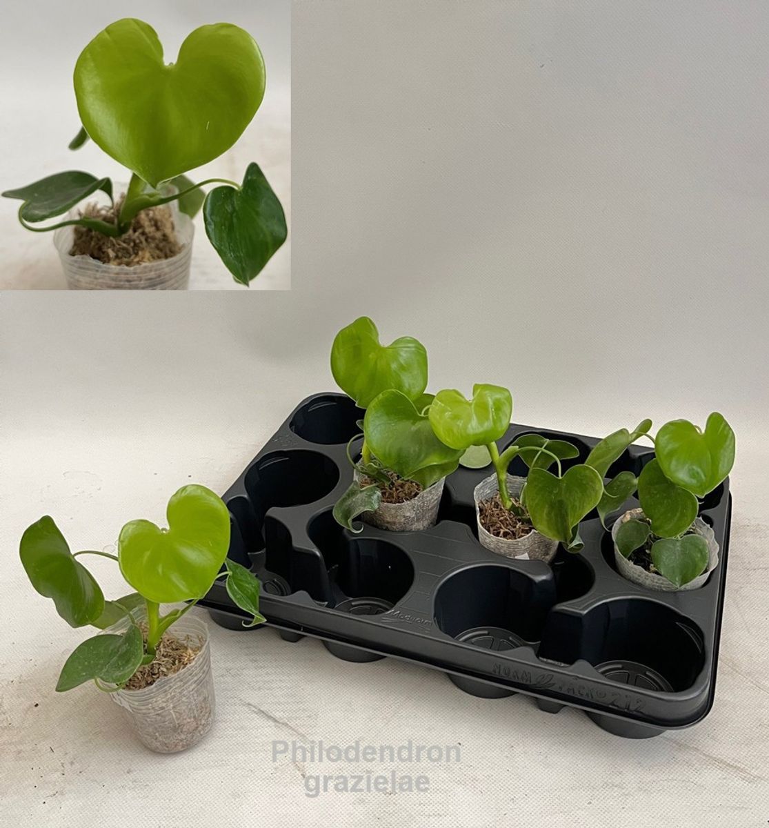 Philodendron grazielae  Plant Wholesale FlorAccess