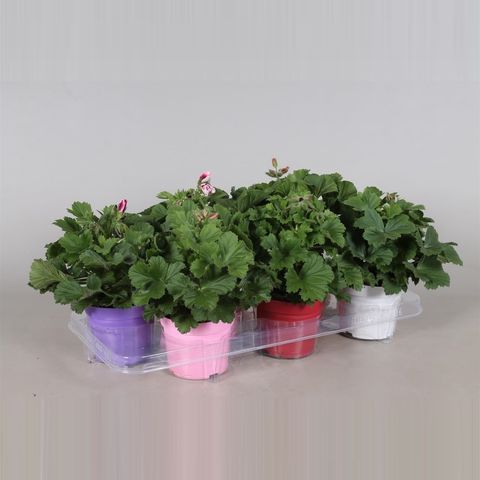 Pelargonium GRANDIFLORUM MIX (Adrichem Potplanten)