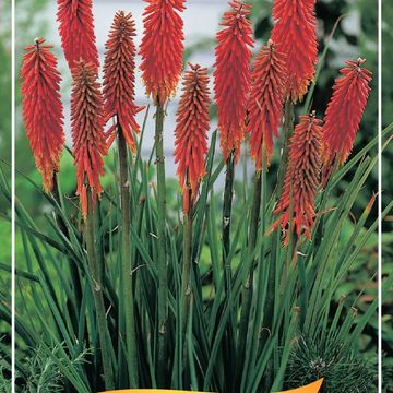 Kniphofia MIX