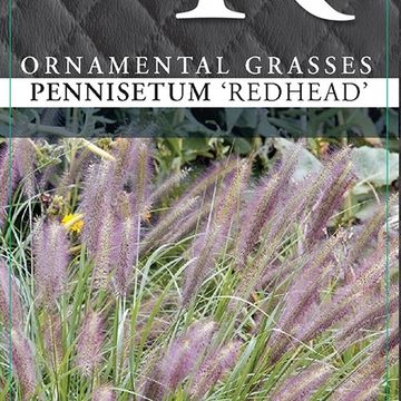 Pennisetum alopecuroides 'Red Head'