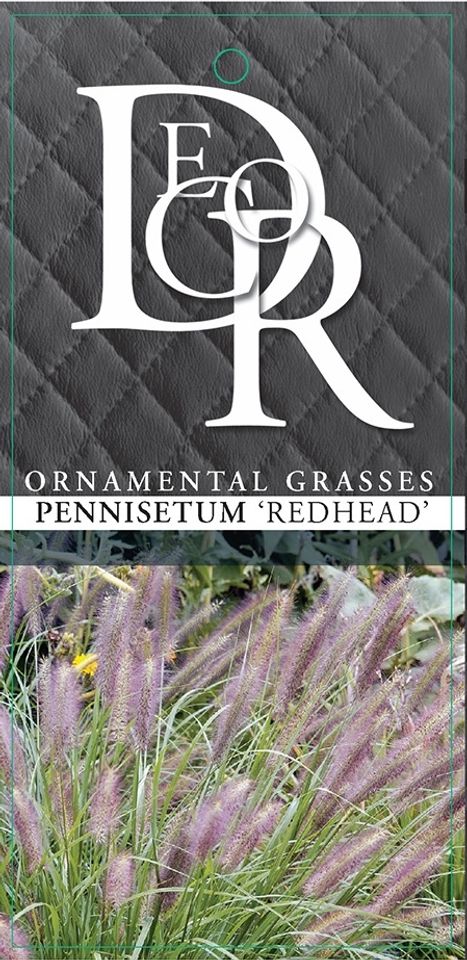 Pennisetum alopecuroides 'Red Head'