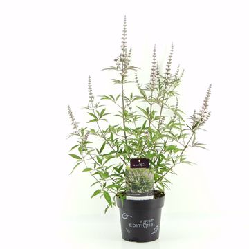 Vitex agnus-castus GALACTIC PINK