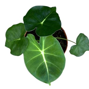 Alocasia micholitziana ROUND TYPE