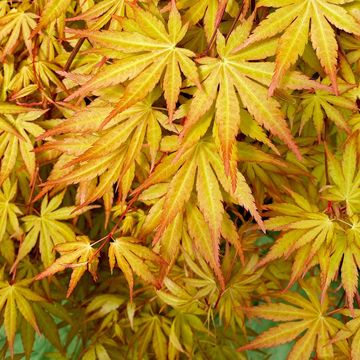 Acer palmatum CASCADE GOLD