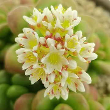 Sedum lucidum