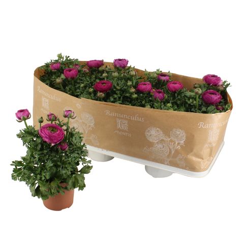 Ranunculus Sprinkles Purple