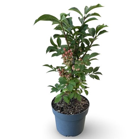 Euonymus phellomanus