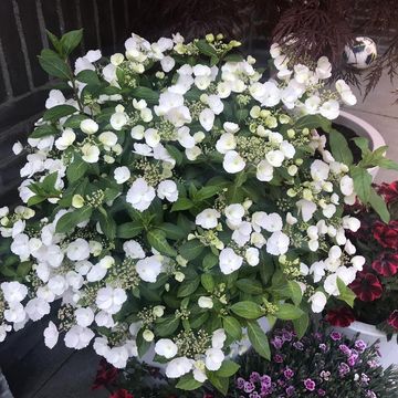 Hydrangea RUNAWAY BRIDE