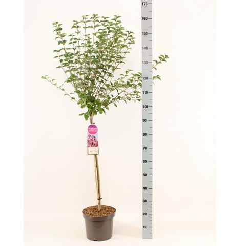 Syringa TINKERBELLE