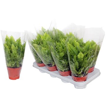 Nephrolepis exaltata 'Bostoniensis'