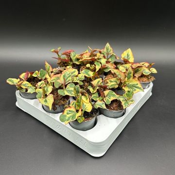 Houttuynia cordata