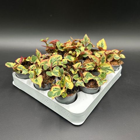 Houttuynia cordata