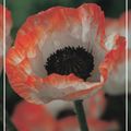 Papaver orientale 'Picotee'