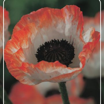 Papaver orientale 'Picotee'