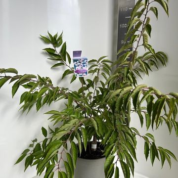 Prunus x subhirtella 'Autumnalis'