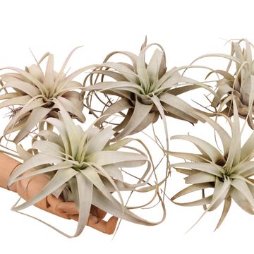 Tillandsia xerographica