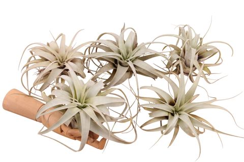 Tillandsia xerographica