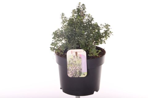 Thymus x citriodorus 'Silver Queen'