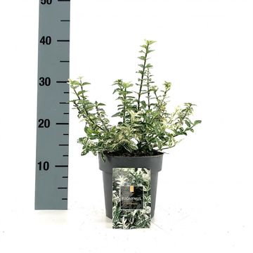 Euonymus fortunei 'Harlequin'