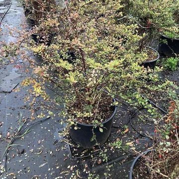 Berberis thunbergii 'Natasza'