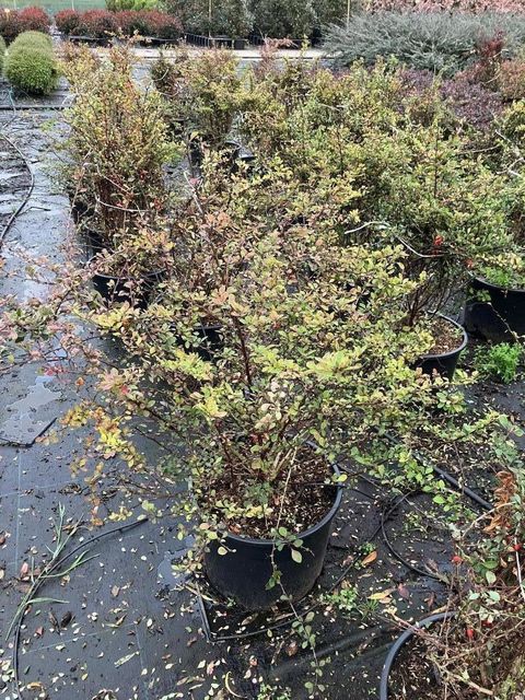 Berberis thunbergii 'Natasza'