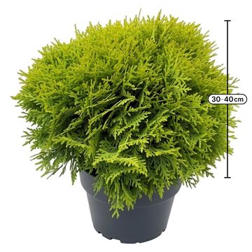 Thuja occidentalis 'Mirjam'