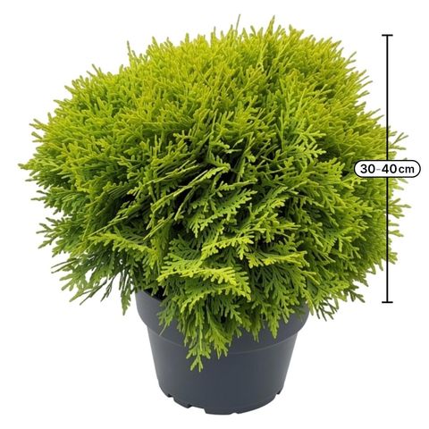 Thuja occidentalis 'Mirjam'