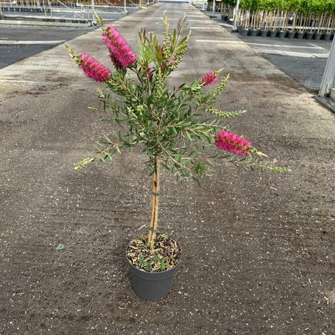 Callistemon BEESLEBUZZ INN