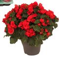 Begonia BETULIA RED