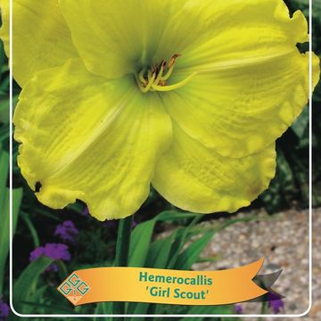 Hemerocallis 'Girl Scout'