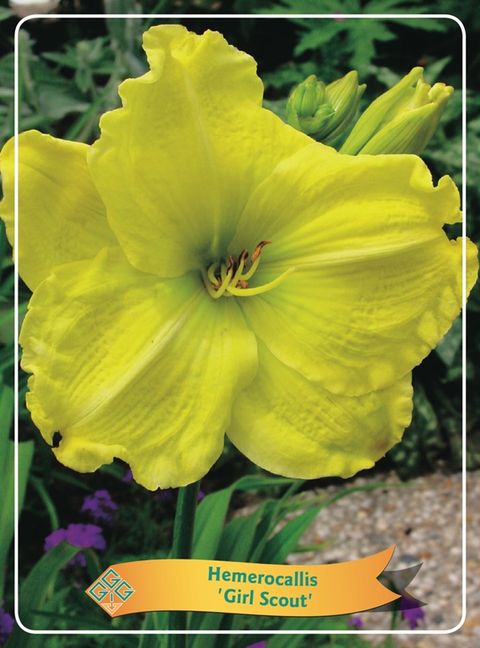 Hemerocallis 'Girl Scout'