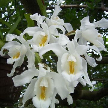 Coelogyne cristata