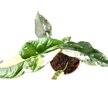 Alocasia 'Simpo Variegata'