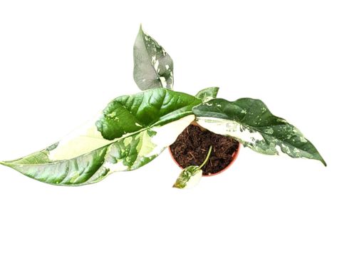 Alocasia 'Simpo Variegata'