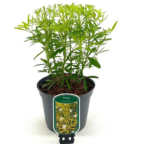Choisya 'Aztec Gold'