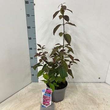 Callicarpa bodinieri 'Profusion'