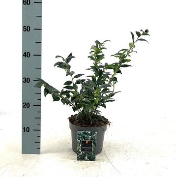 Sarcococca confusa