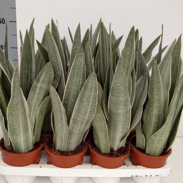 Sansevieria metallica