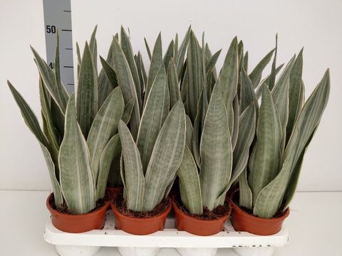 Sansevieria metallica