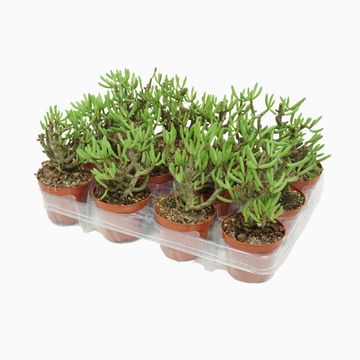 Tylecodon buchholzianus