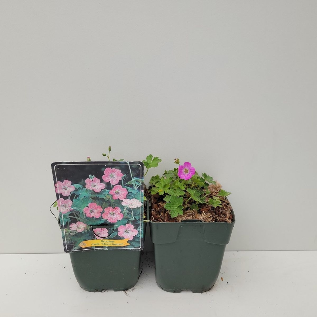 Geranium x riversleaianum ‘Mavis Simpson’ — Plant Wholesale FlorAccess