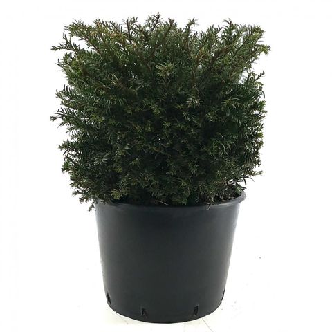 Taxus baccata