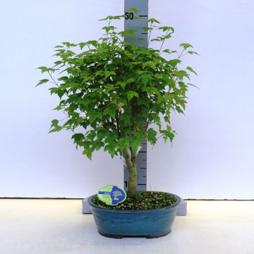 Acer buergerianum