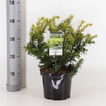 Taxus baccata 'Саммерголд'