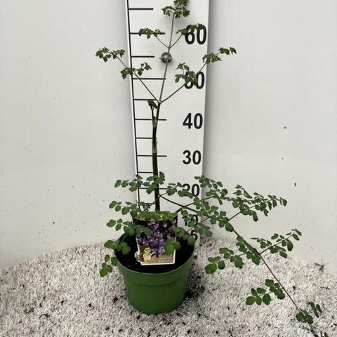 Thalictrum 'Purple Wings'