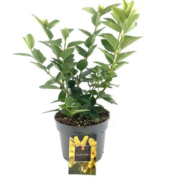 Forsythia 'Голдрауш'
